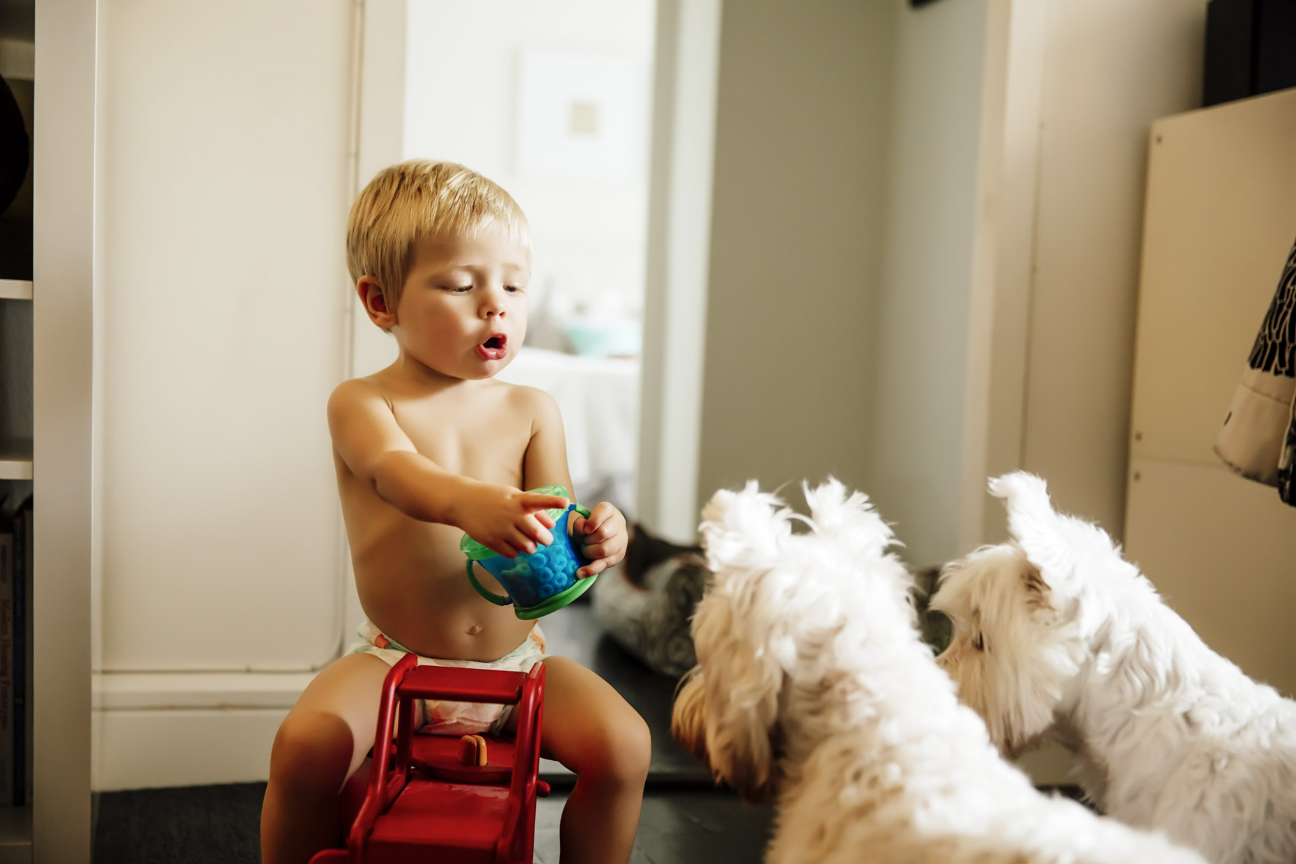 Baby in diaper sitting on truck with snacks pointing to westie dogs