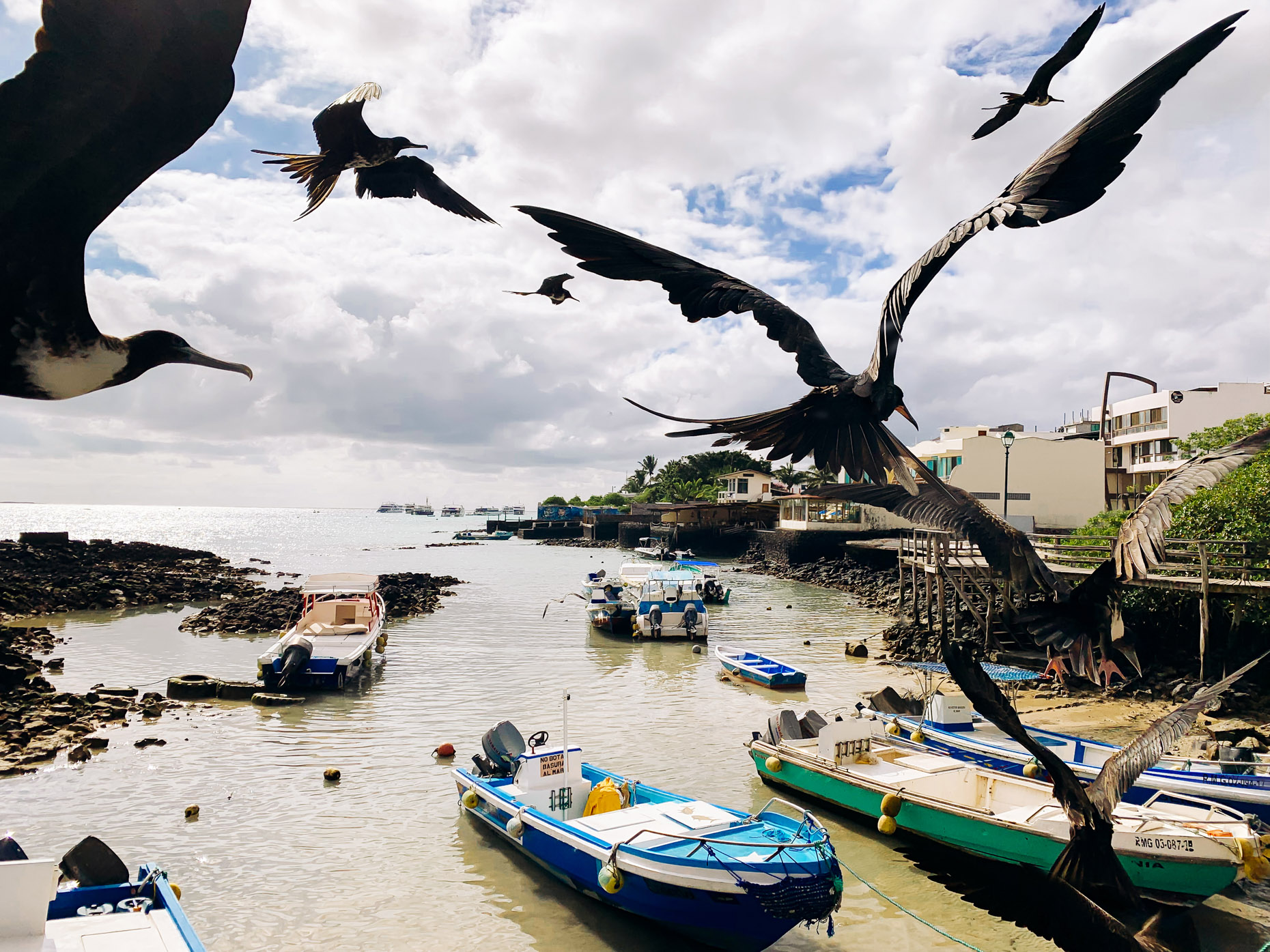 Birds flying over boats in harbor in Galapagos, Ecuador