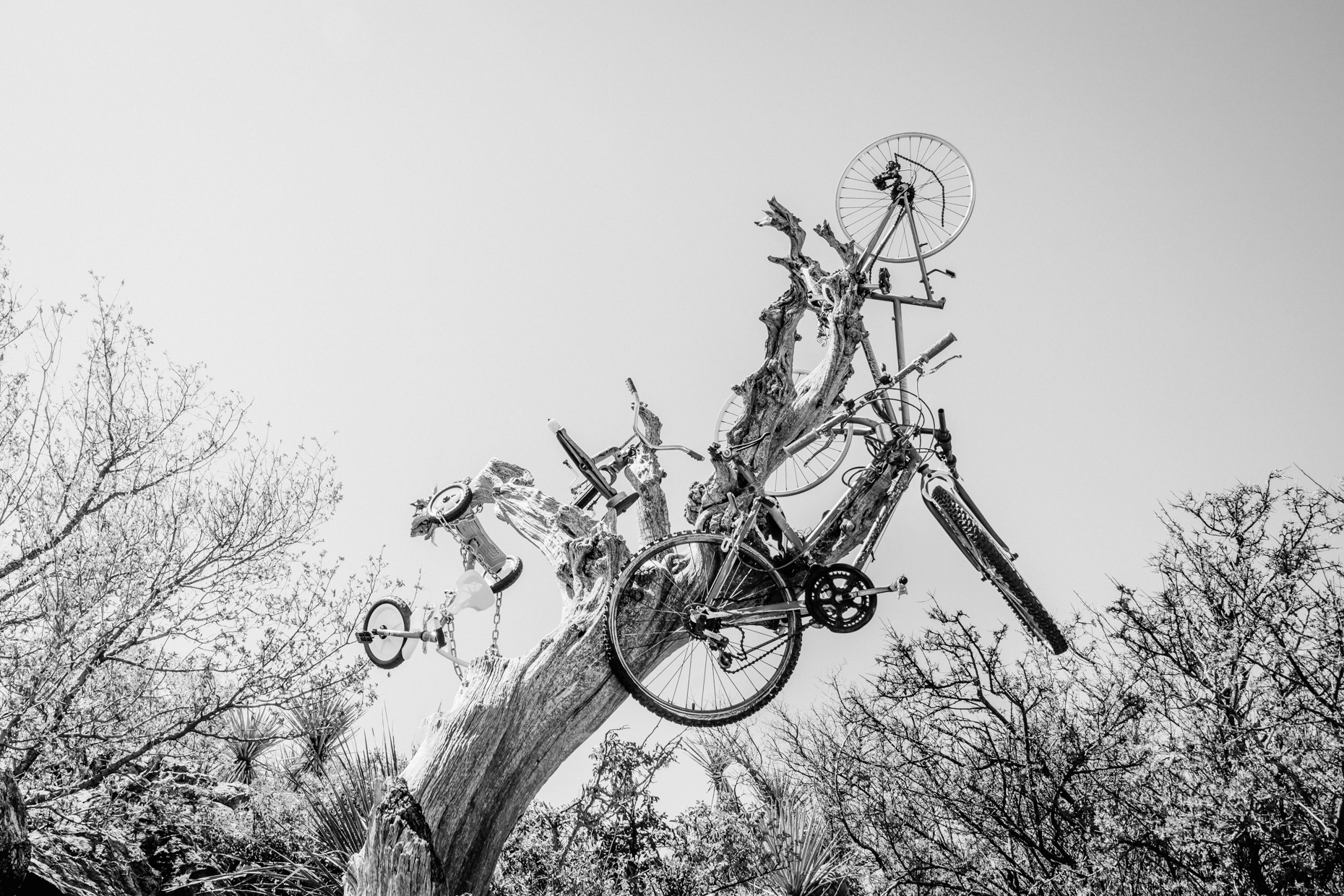 Sculpture of bicycle parts stuck in tree trunk