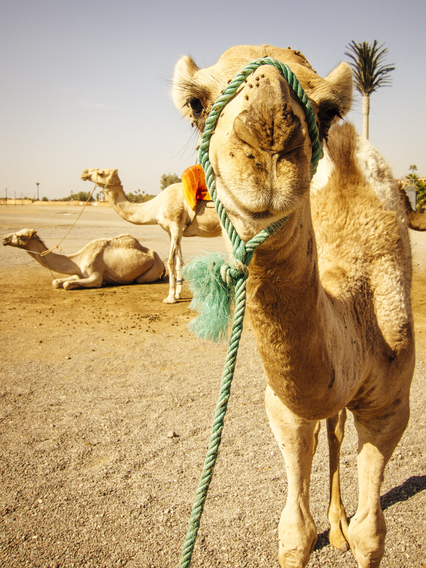 Camels in Moroccan Desert