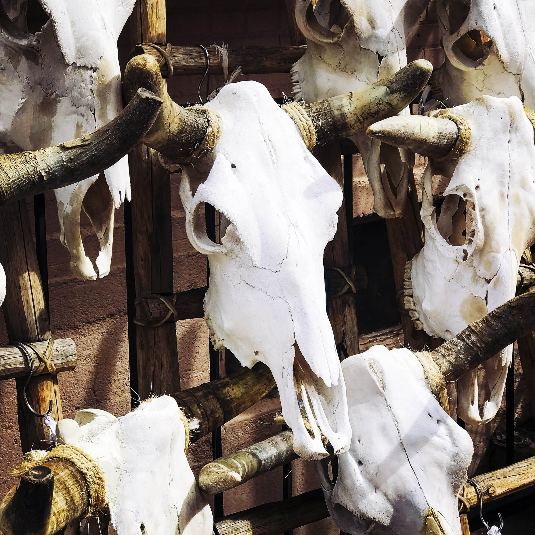 Close up of cow skulls hanging on wall