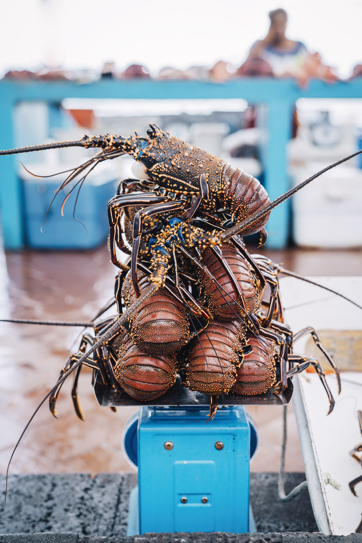 Fresh caught lobster on scale in outdoor market in Galapagos, Ecuador