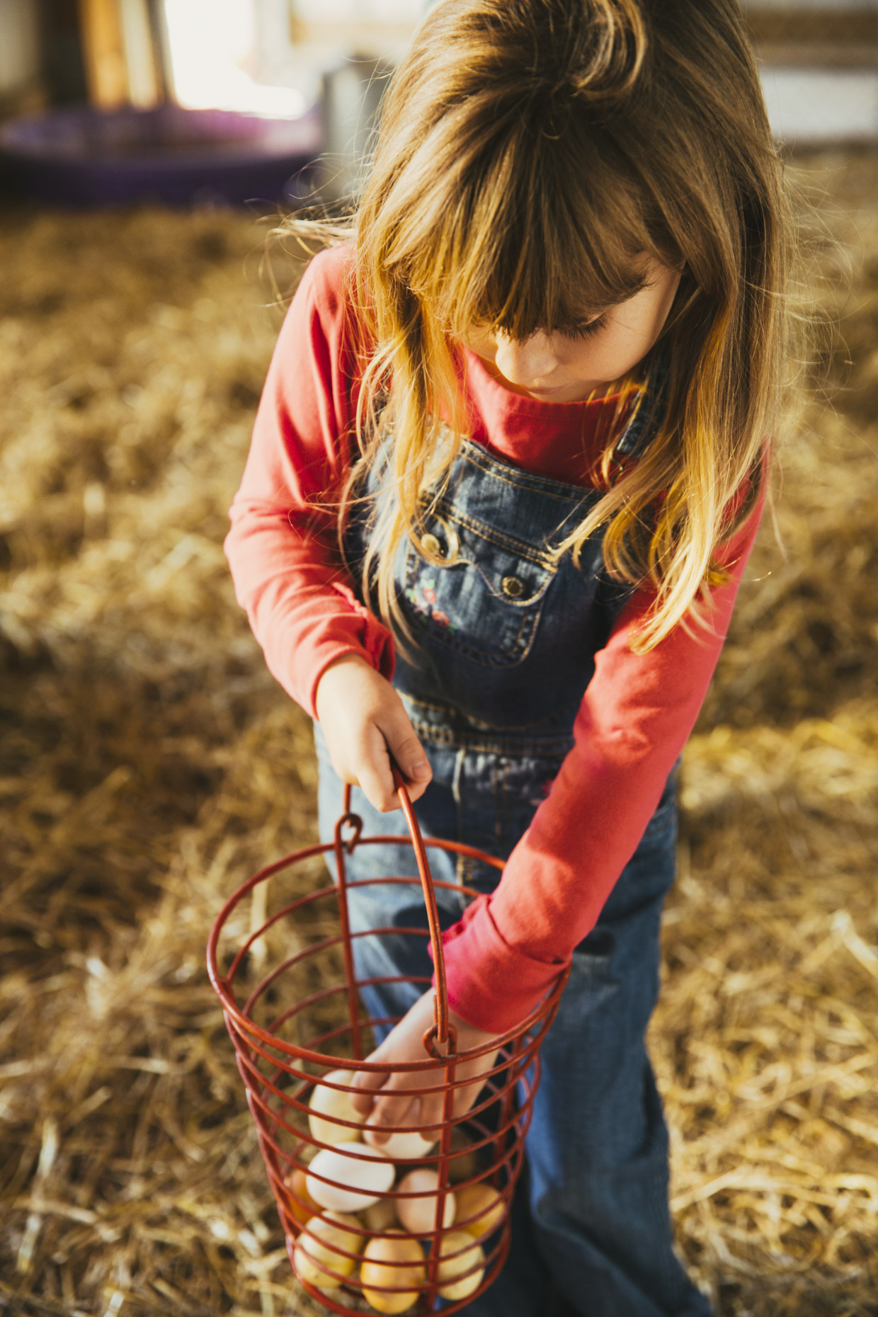 Girl collecting eggs in chicken coop