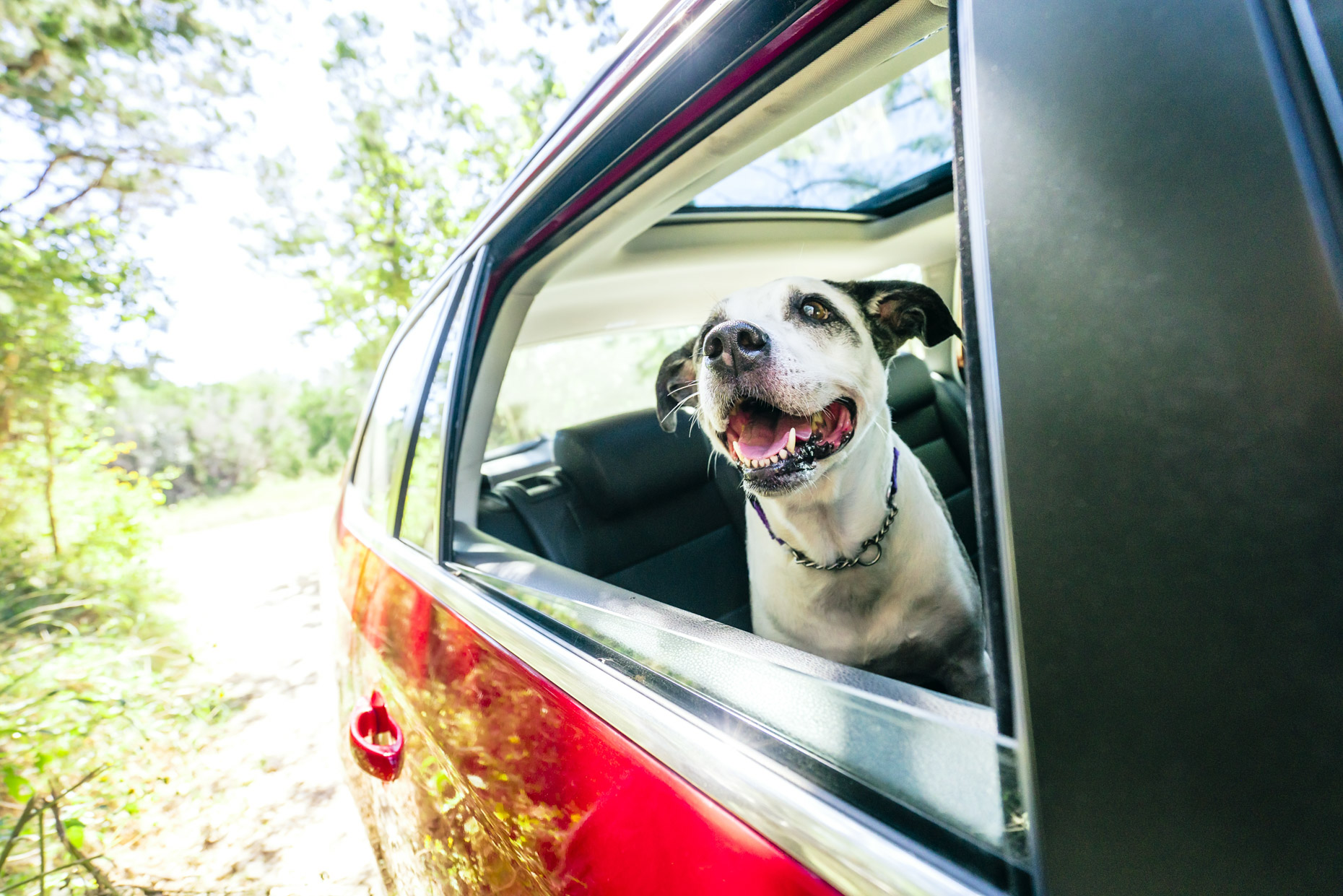 Happy dog riding in car with head out window