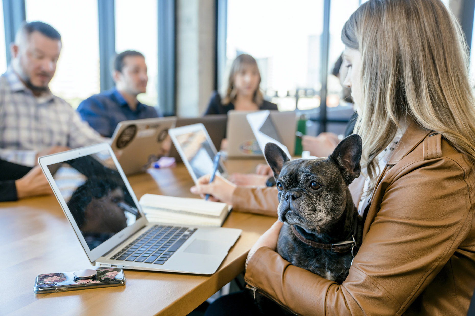 Woman working on laptop in conference room meeting with french bulldog puppy in lap