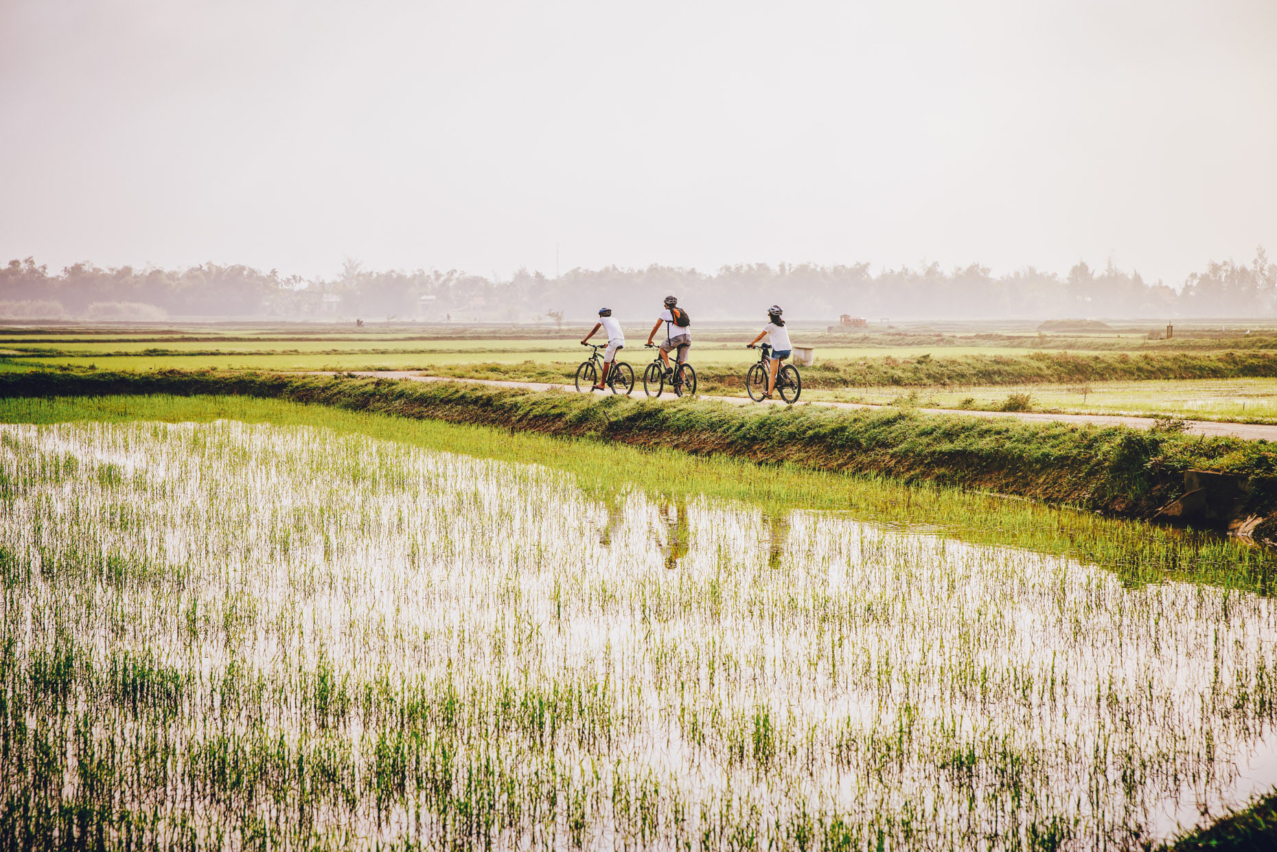 Three people cycling through rice fields in Vietnam